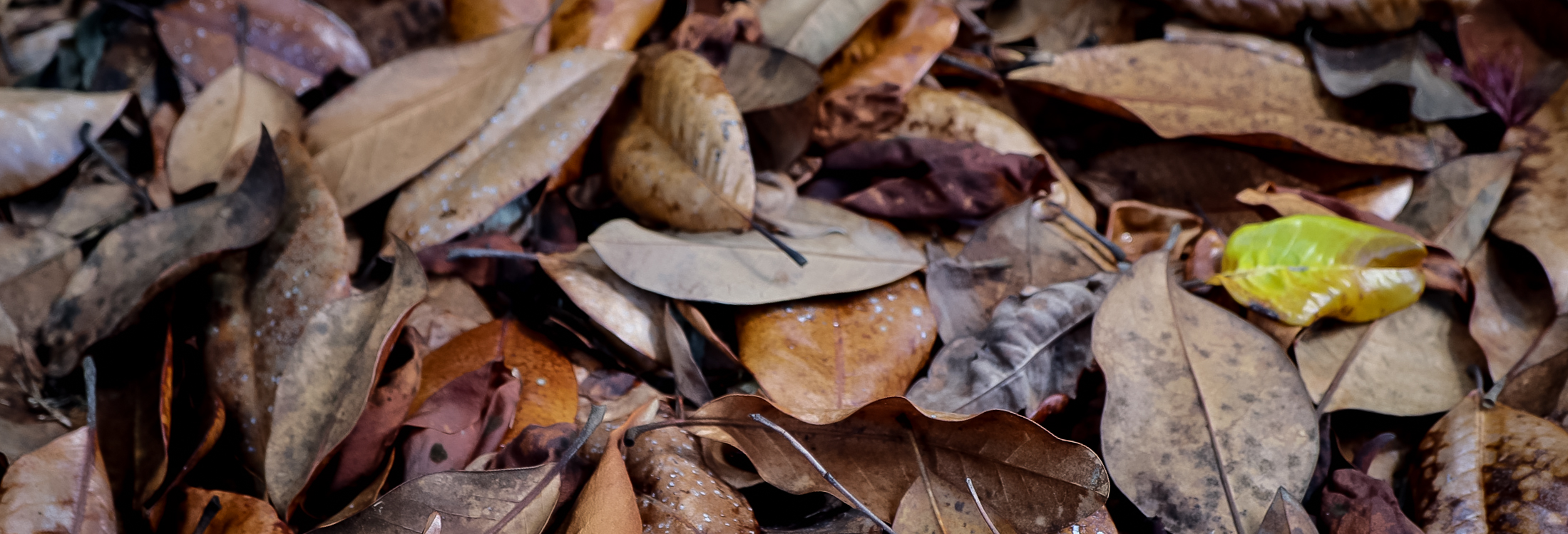 Banner_4-1.jpg