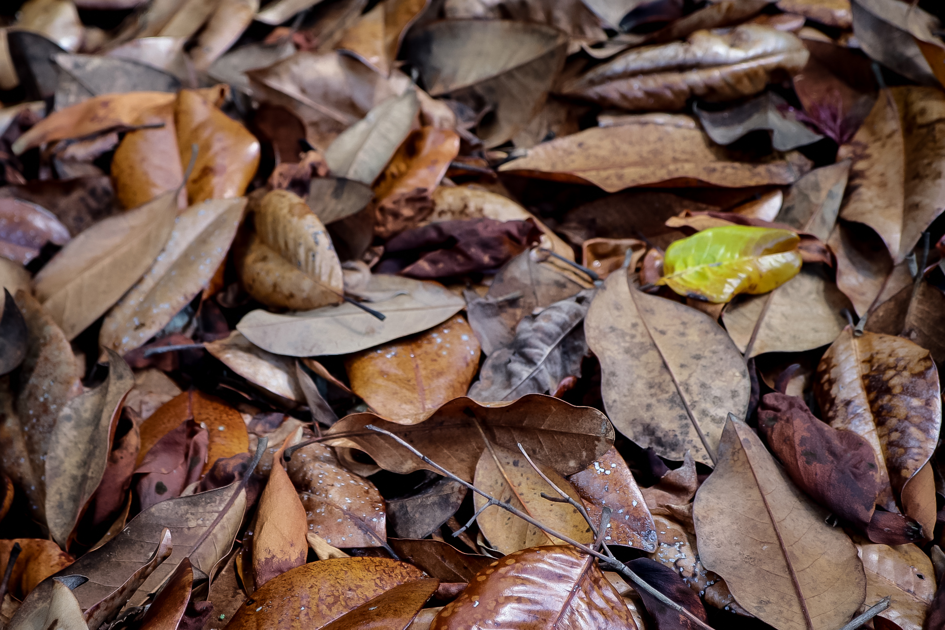 one_bold_leaf.jpg